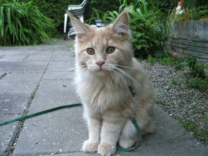 Maine Coon Bobby L Teddy Bear billede 6