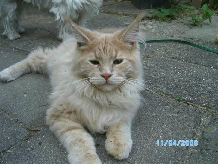 Maine Coon Bobby L Teddy Bear billede 7