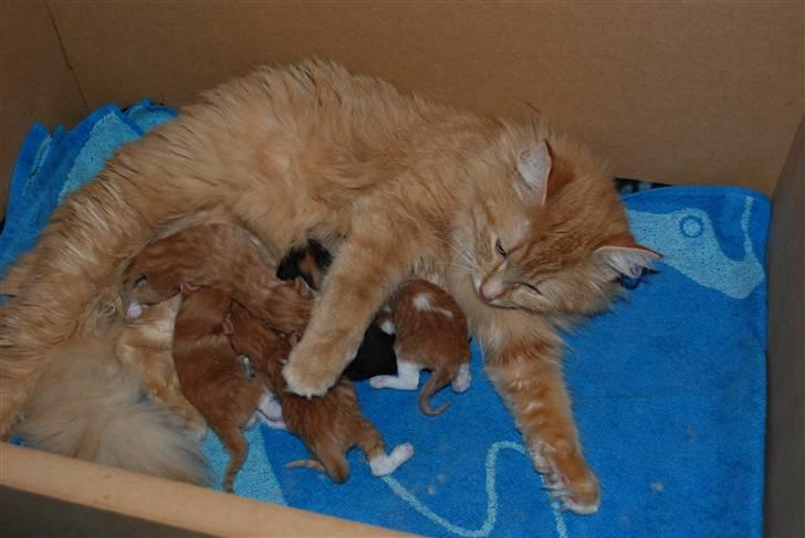 Norsk Skovkat Vindelhusets Flora - Floras mislinger :) hendes første kuld <3 billede 18