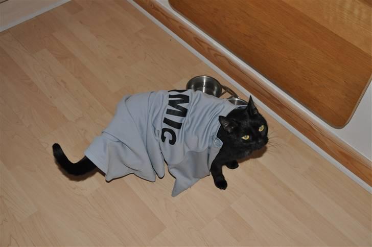 Huskat Pelle - Himmelkat - 20/3 - 2011 Pelle er den nye combat cimic på ISAF 11 :D Frederik synes Pelle skulle drilles da han skulle pakke sit grej til en uges øvelse ;) billede 15