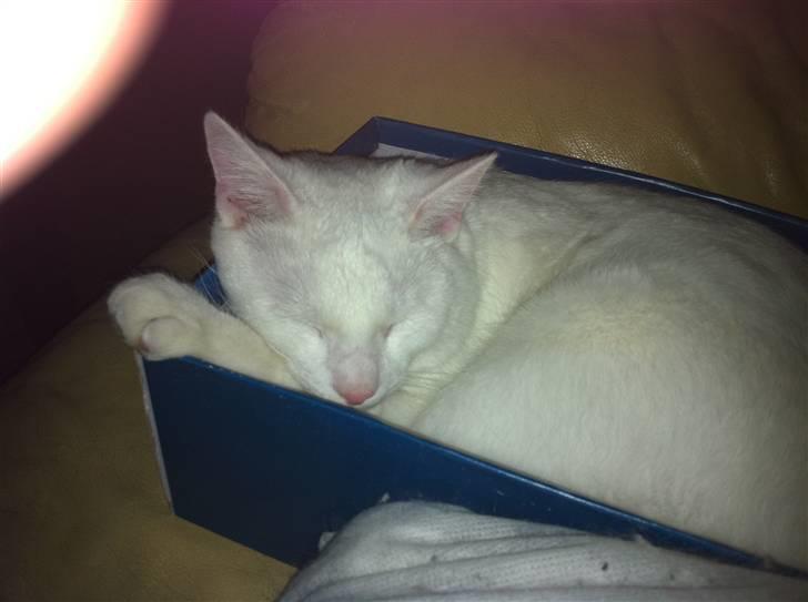 Blanding af racer Uffe billede 1