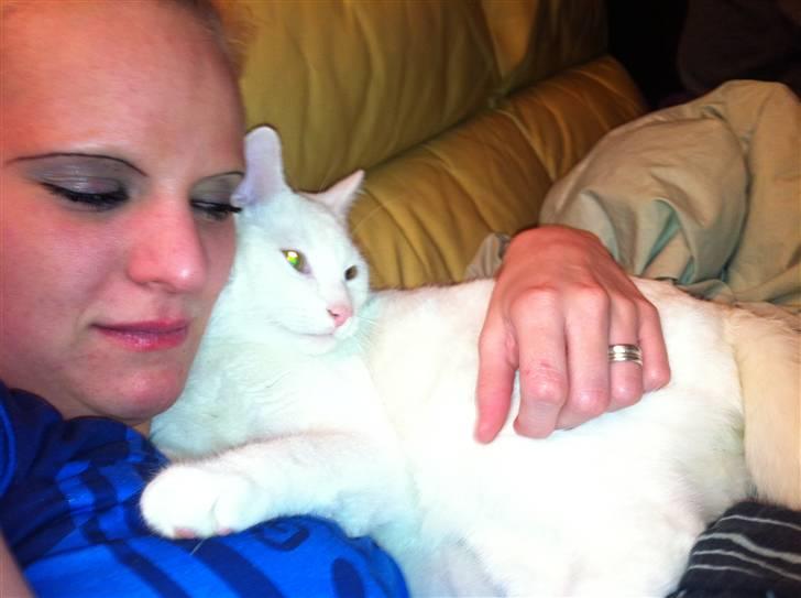 Blanding af racer Uffe billede 2