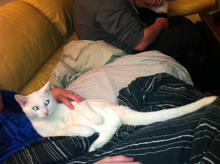 Blanding af racer Uffe billede 3