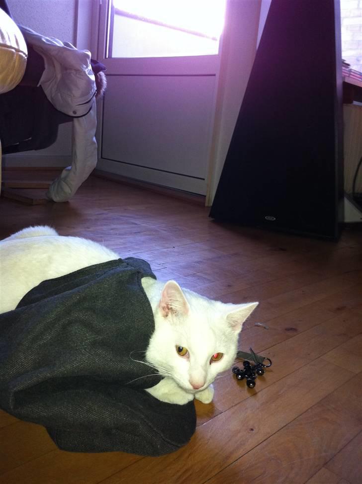 Blanding af racer Uffe billede 4