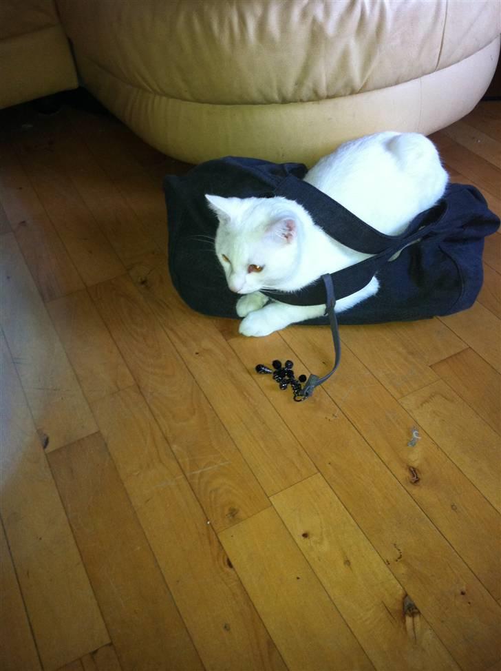 Blanding af racer Uffe billede 5