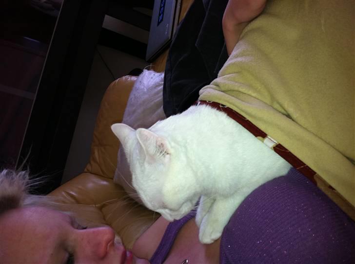 Blanding af racer Uffe billede 6