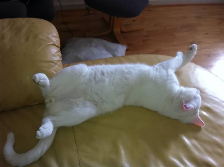 Blanding af racer Uffe billede 7