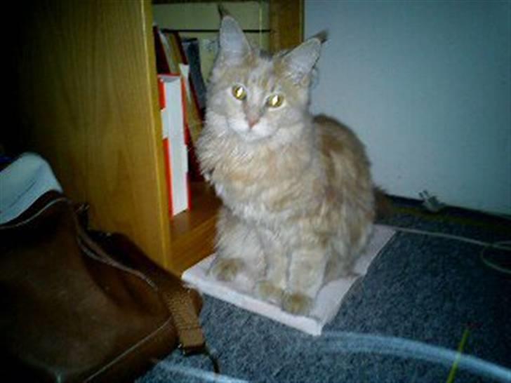 Maine Coon Bobby L Teddy Bear billede 8