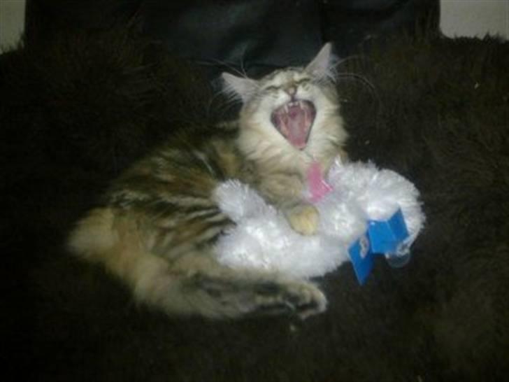 Norsk Skovkat Norhtown Cats Bella Donna billede 6