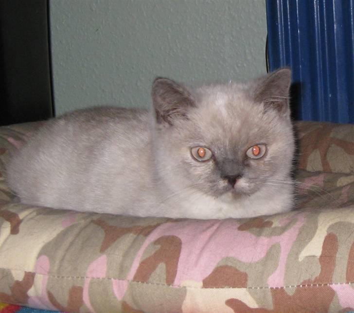 British Shorthair DK Jasmind Miss Blue Blue billede 7