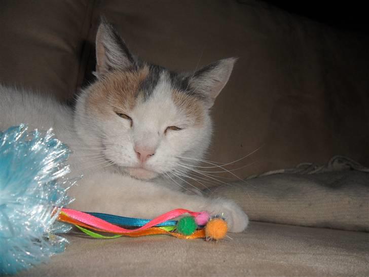 Huskat Mette billede 8