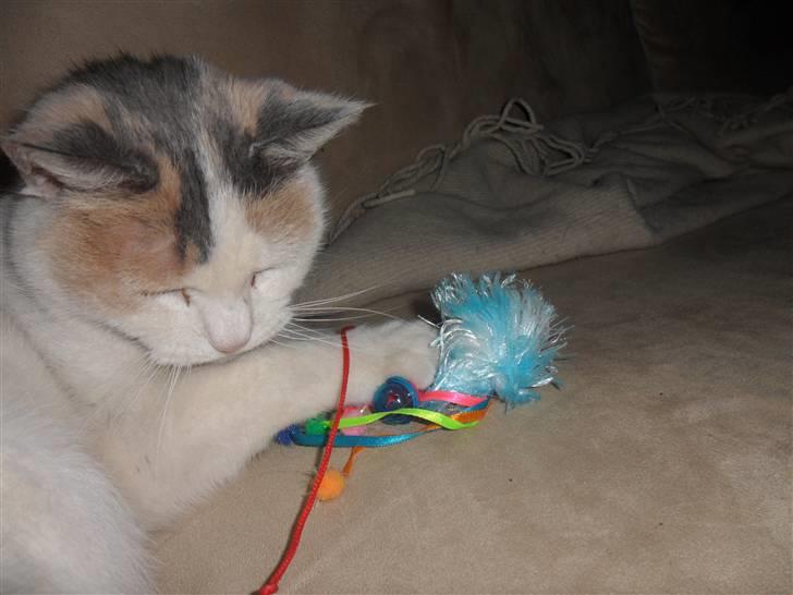 Huskat Mette billede 9