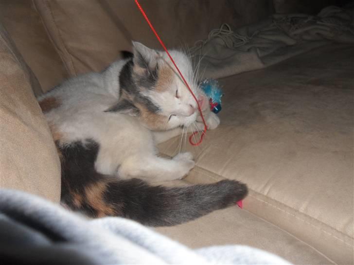 Huskat Mette billede 11