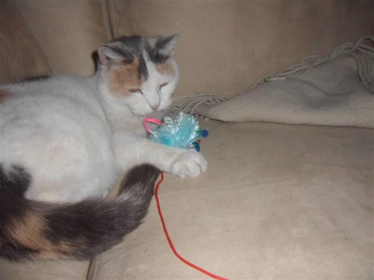 Huskat Mette billede 12