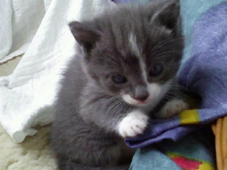 Huskat <3 nikki <3 My soulmate!<3 Springmesteren!<3 - Nikki som killing. Kun få uger gammel på dette billed :) Foto: Mig. billede 3