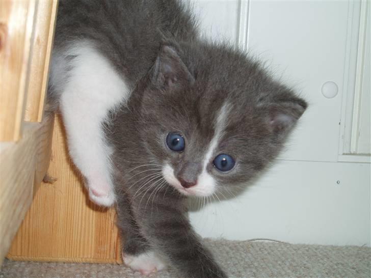 Huskat <3 nikki <3 My soulmate!<3 Springmesteren!<3 - Hun kom sgu' i nogle lidt sære dilemma'erXD Foto: Mig. billede 4