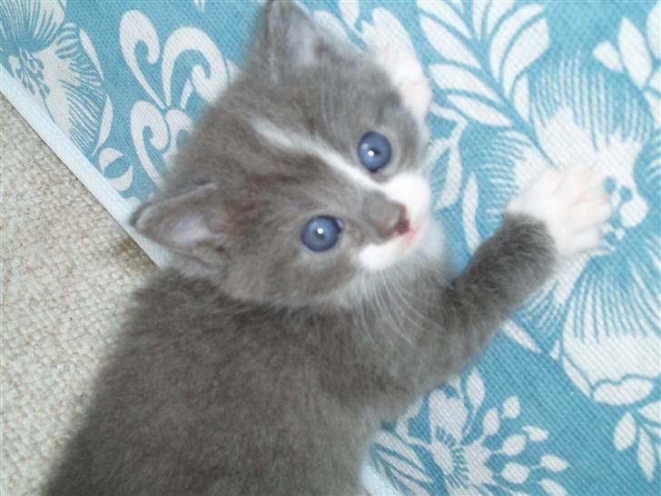 Huskat <3 nikki <3 My soulmate!<3 Springmesteren!<3 - Øver sig i at kradse, som sin mor.. Foto: Mig. billede 5