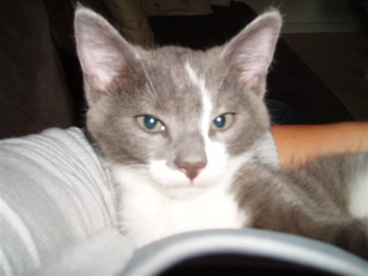 Huskat <3 nikki <3 My soulmate!<3 Springmesteren!<3 - Nikki som ungkat. Foto: Mig. billede 6