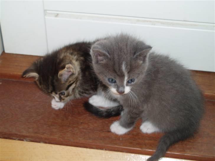 Huskat <3 nikki <3 My soulmate!<3 Springmesteren!<3 - Hende og søsteren Pjuske. Foto: Mig. billede 7