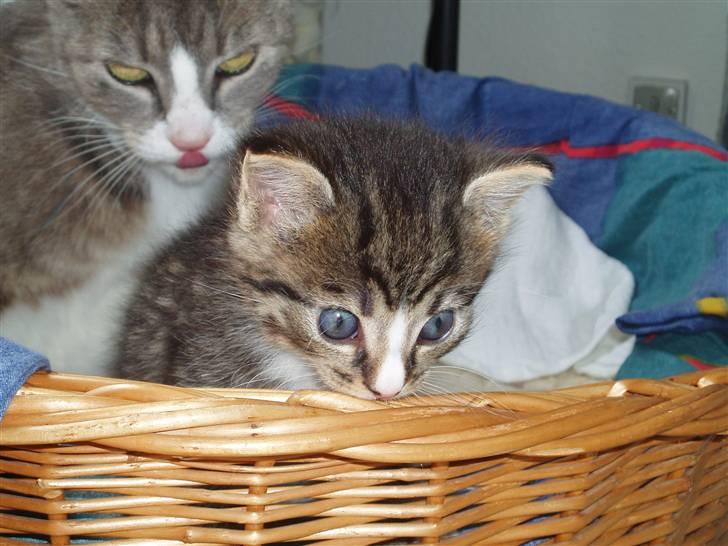 Huskat <3 pearle <3 solgt :`( billede 2