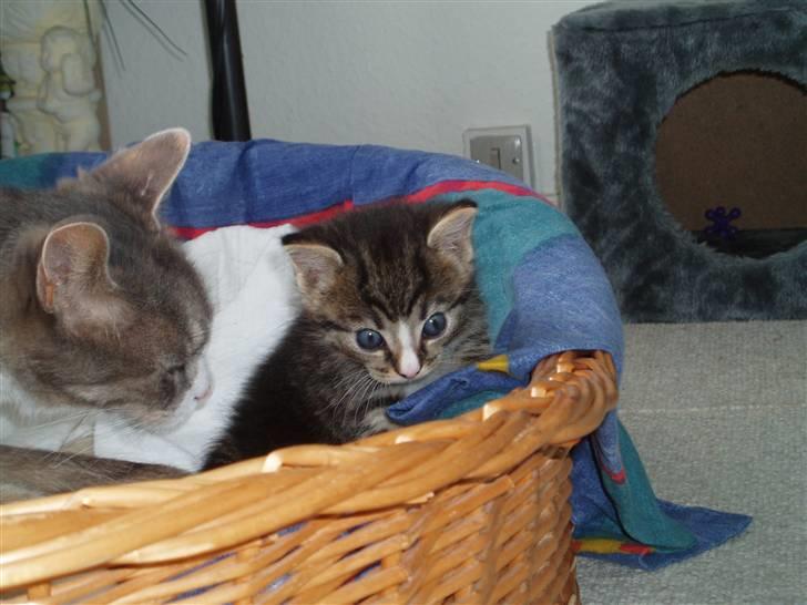 Huskat <3 pearle <3 solgt :`( billede 4