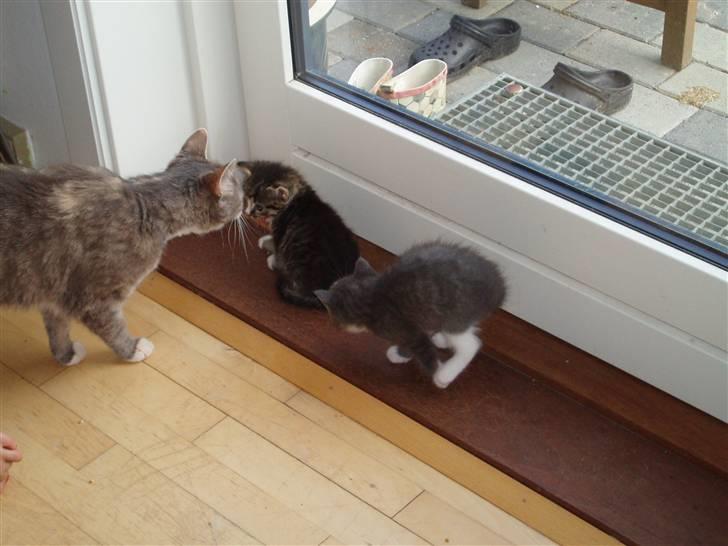 Huskat <3 pearle <3 solgt :`( billede 6