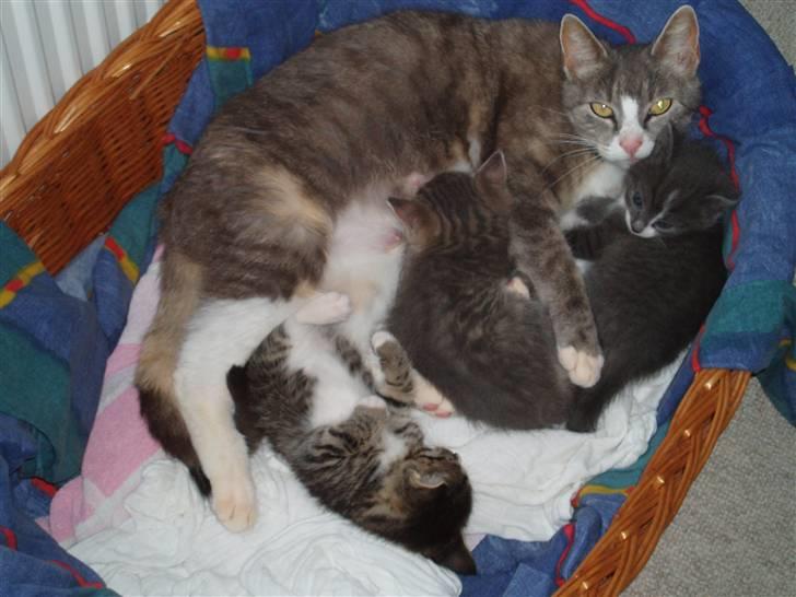 Huskat <3 pearle <3 solgt :`( billede 1