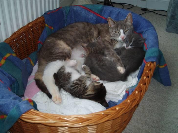 Huskat <3 pearle <3 solgt :`( billede 7