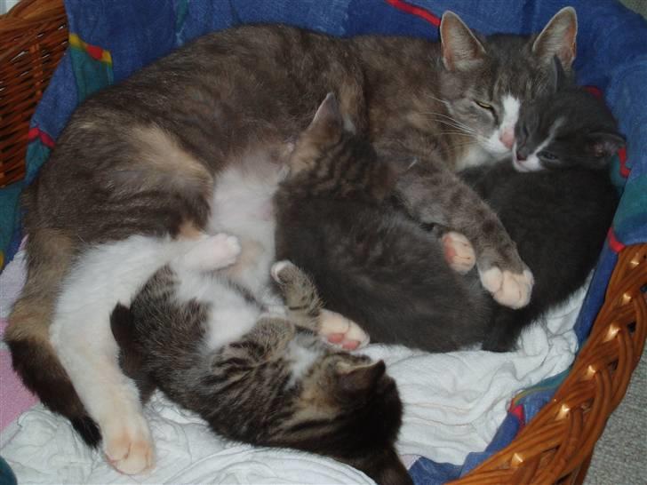 Huskat <3 pearle <3 solgt :`( billede 5