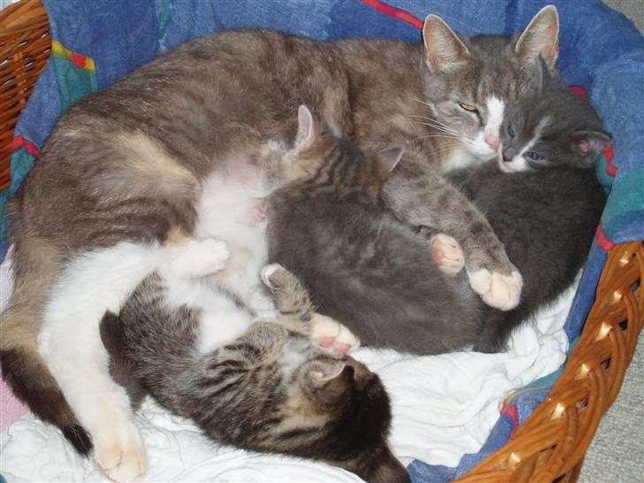 Huskat <3 pearle <3 solgt :`( billede 8