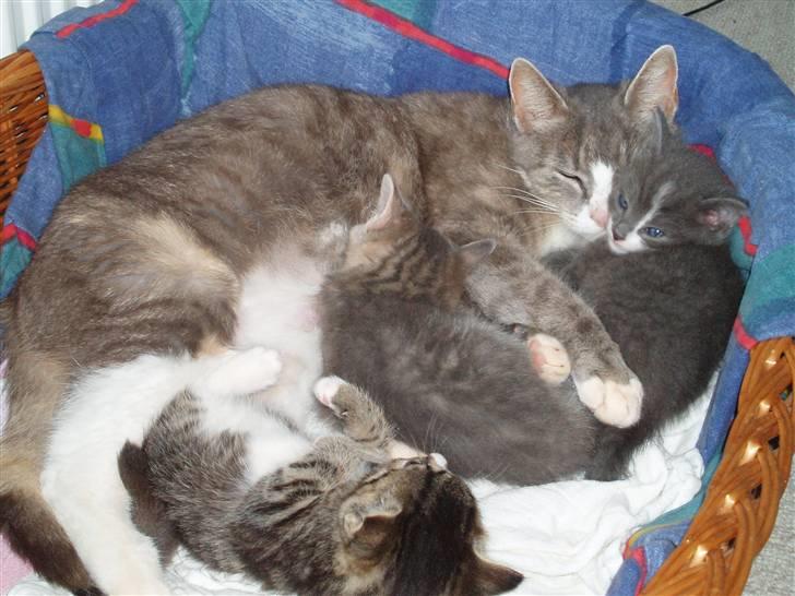 Huskat <3 pearle <3 solgt :`( billede 3