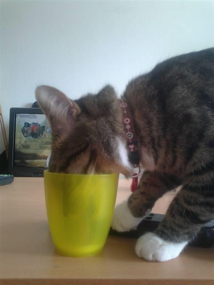 Huskat Chanel - Chanel som drikker af mors krus, en lille bandit er hun.. <3 billede 10