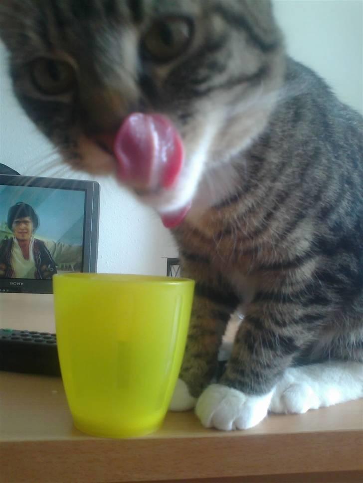 Huskat Chanel - Chanel der slikker sig efter at ha drukket mors krus mælk <3  billede 11