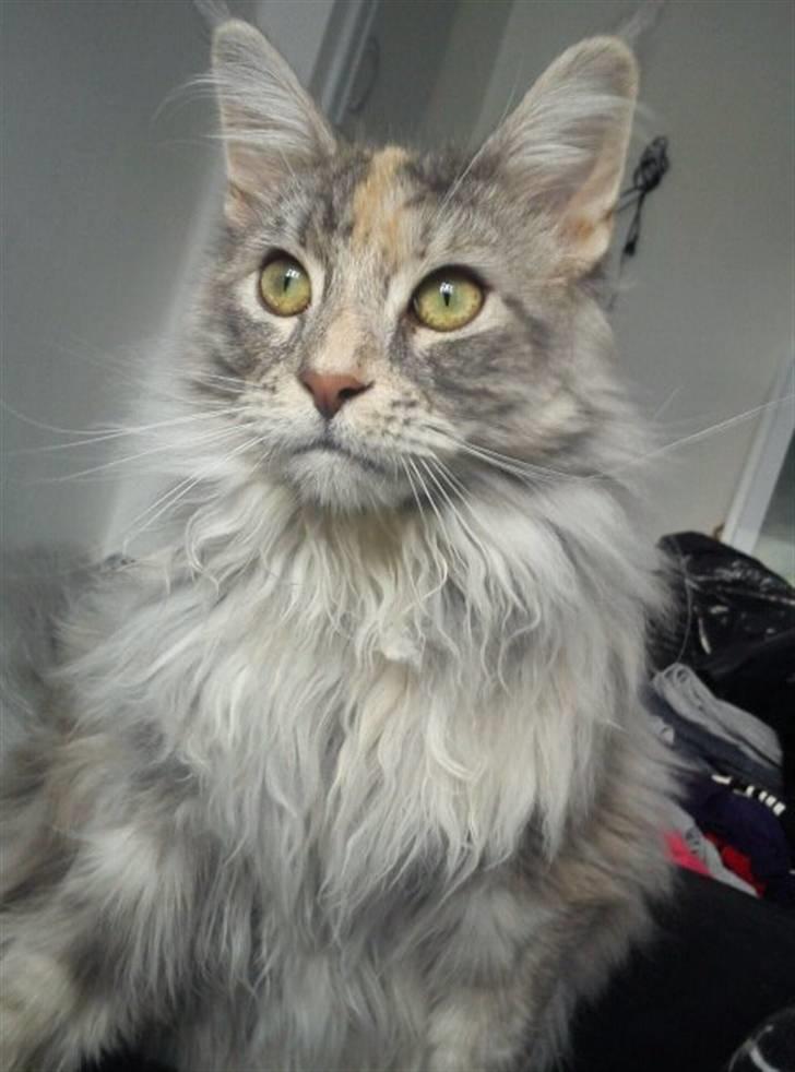 Maine Coon Tabia Tango billede 1