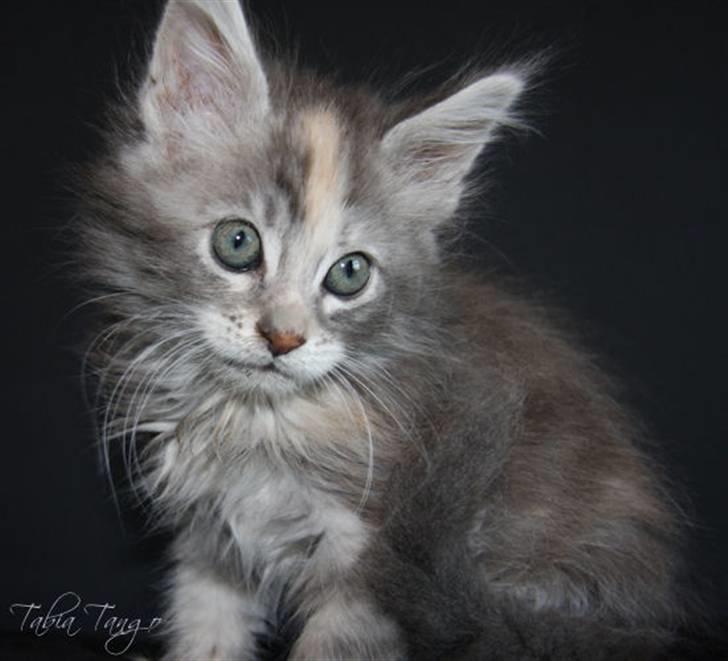 Maine Coon Tabia Tango billede 2