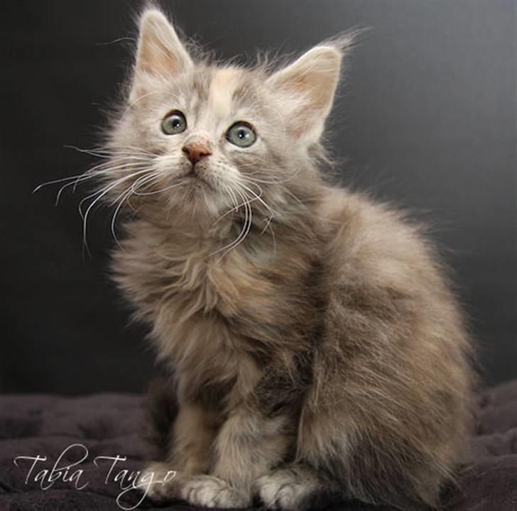 Maine Coon Tabia Tango billede 4