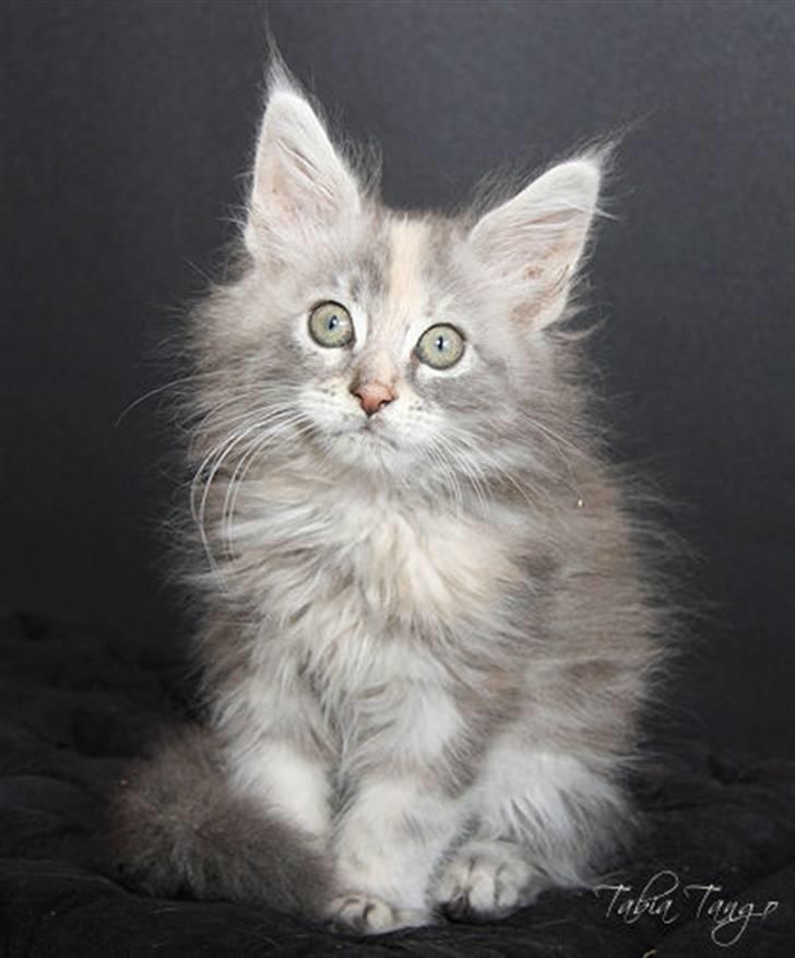 Maine Coon Tabia Tango billede 5