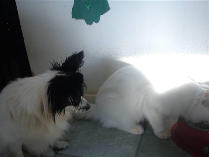 Maine Coon Delta - Mido tænker, hmm hvordan skal jeg lige gribe den an...-den spiser af min madskål? billede 13