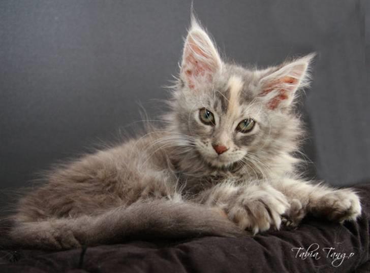 Maine Coon Tabia Tango billede 6