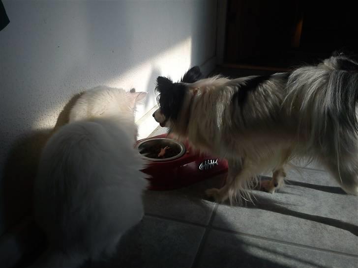 Maine Coon Delta - Tja, man kan jo forsøge at deltage...? billede 14