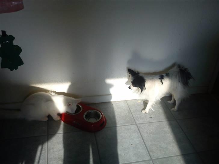 Maine Coon Delta billede 15