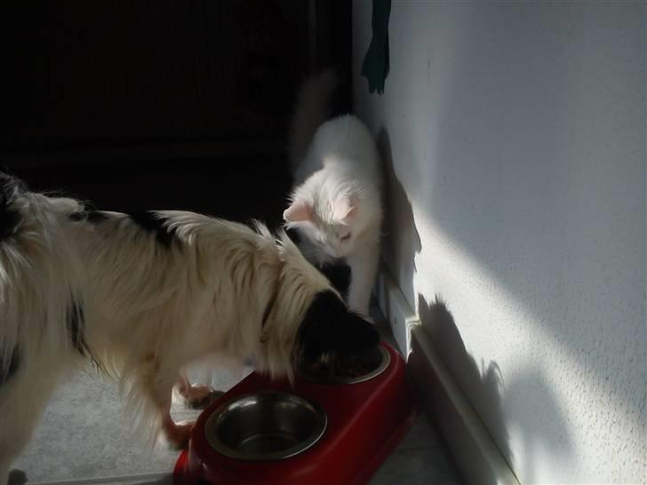 Maine Coon Delta - Jubiii et begyndende tegn på accept...  billede 16