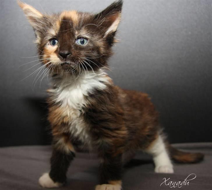 Maine Coon Xanadu billede 1