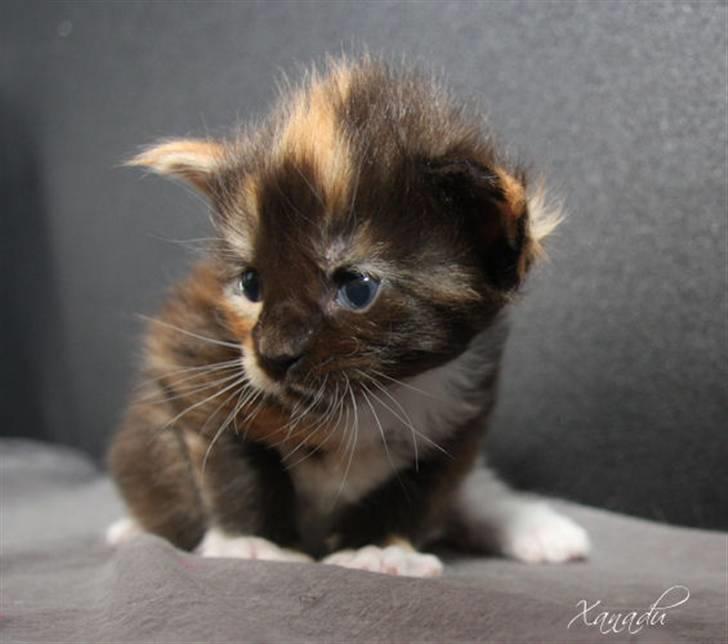 Maine Coon Xanadu billede 2