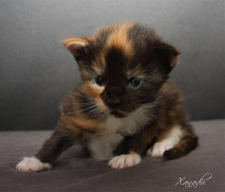 Maine Coon Xanadu billede 3