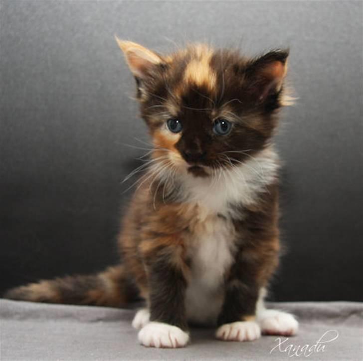 Maine Coon Xanadu billede 4