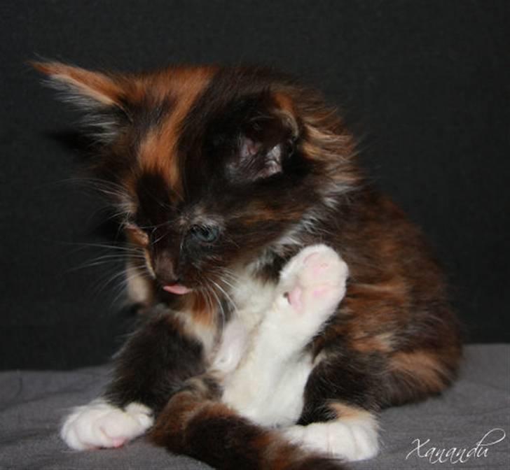 Maine Coon Xanadu billede 5