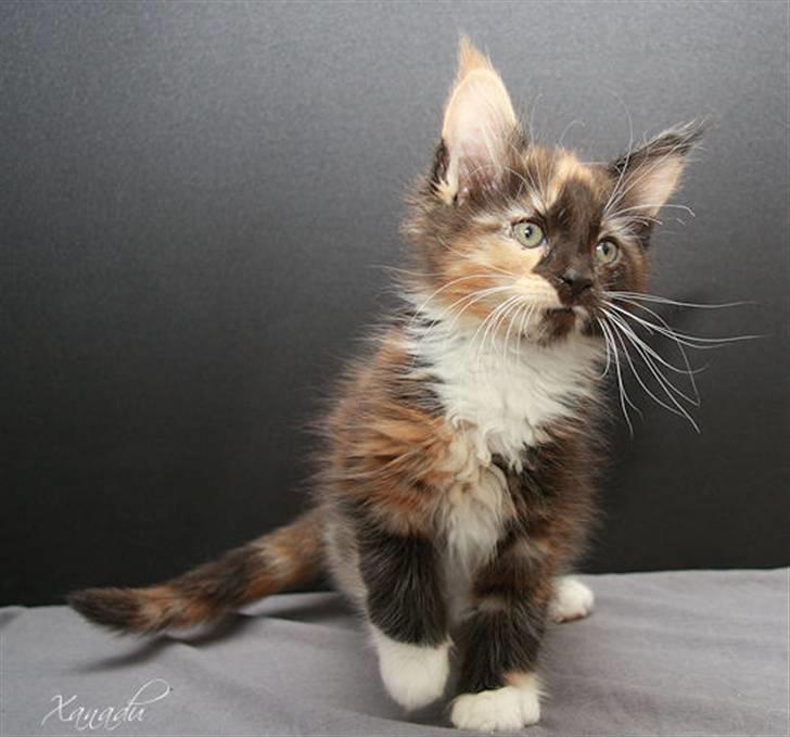 Maine Coon Xanadu billede 6