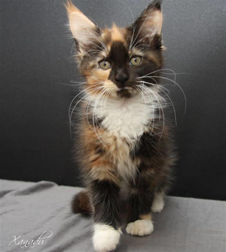 Maine Coon Xanadu billede 7