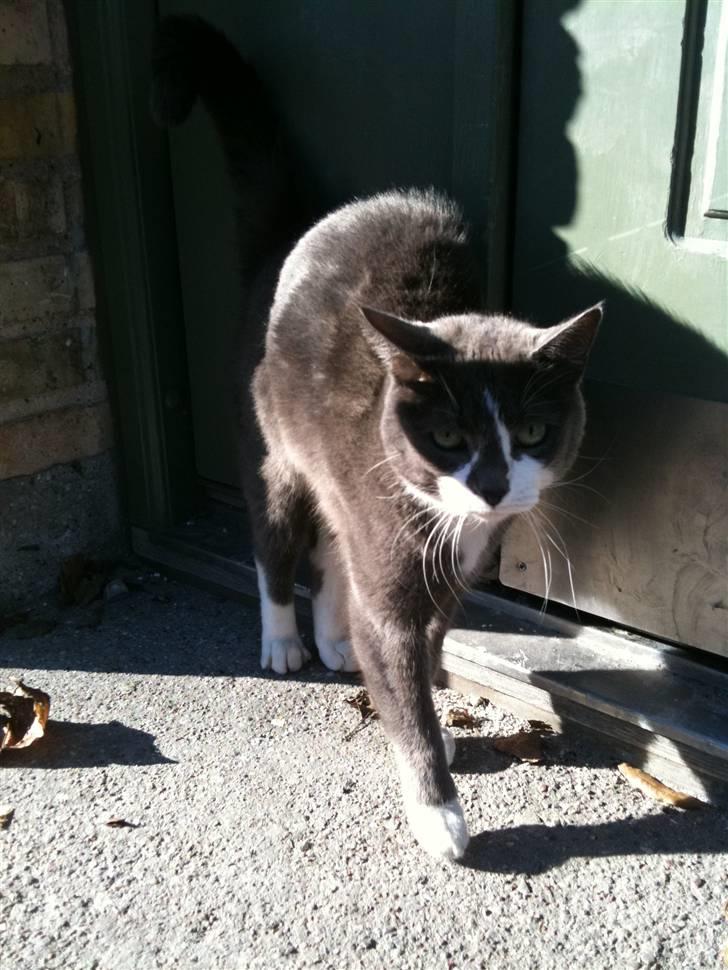 Huskat sif billede 12